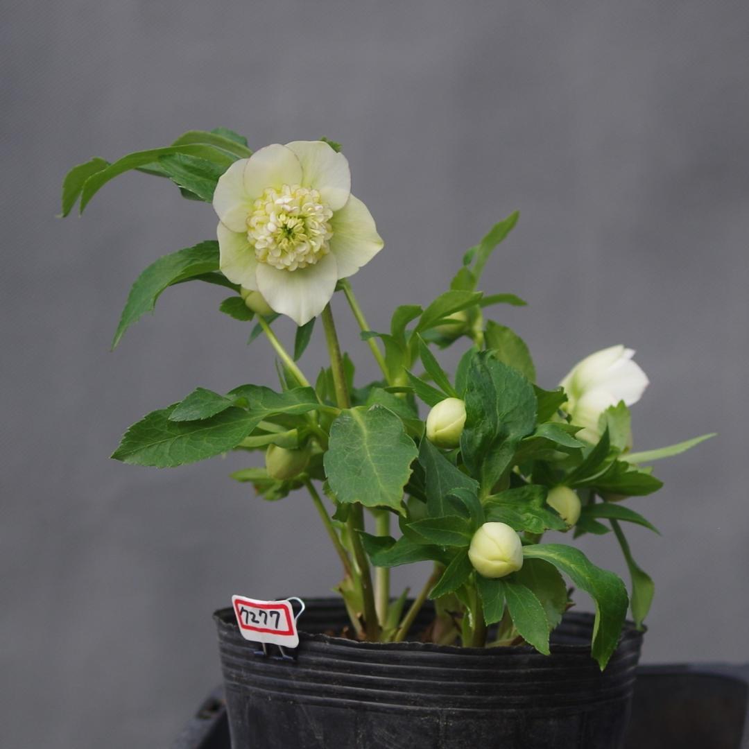 7277 認定！モーリー大株 クリスマスローズ開花 加藤農園 - メルカリ