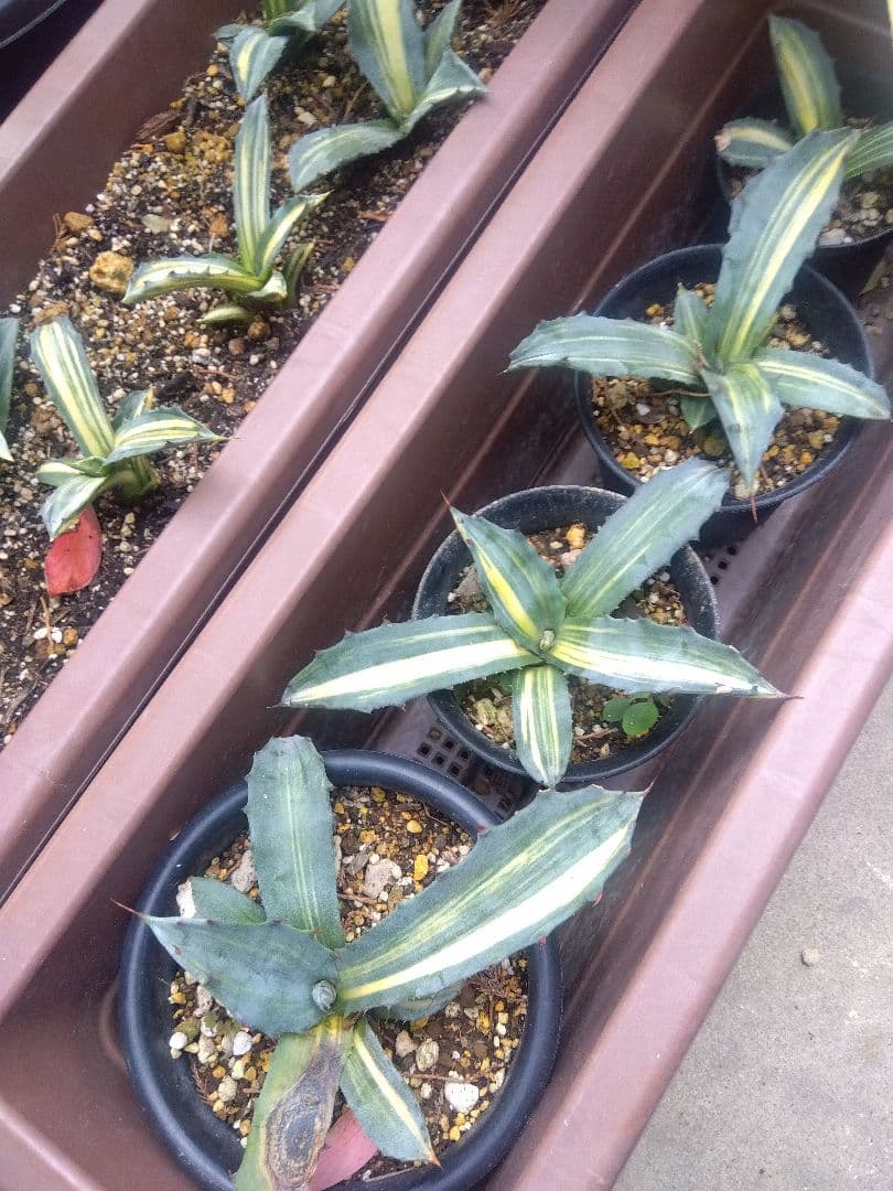 nochida587　フェロックス錦 11株 739-NHD025.jpg?202602031613