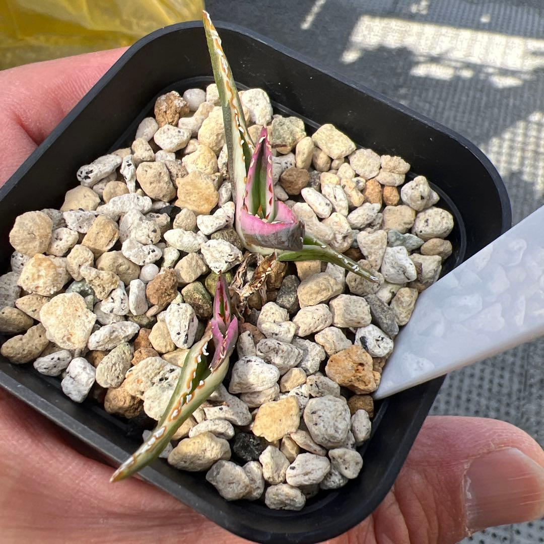 アガベ 氷山 子株2株セット - メルカリ