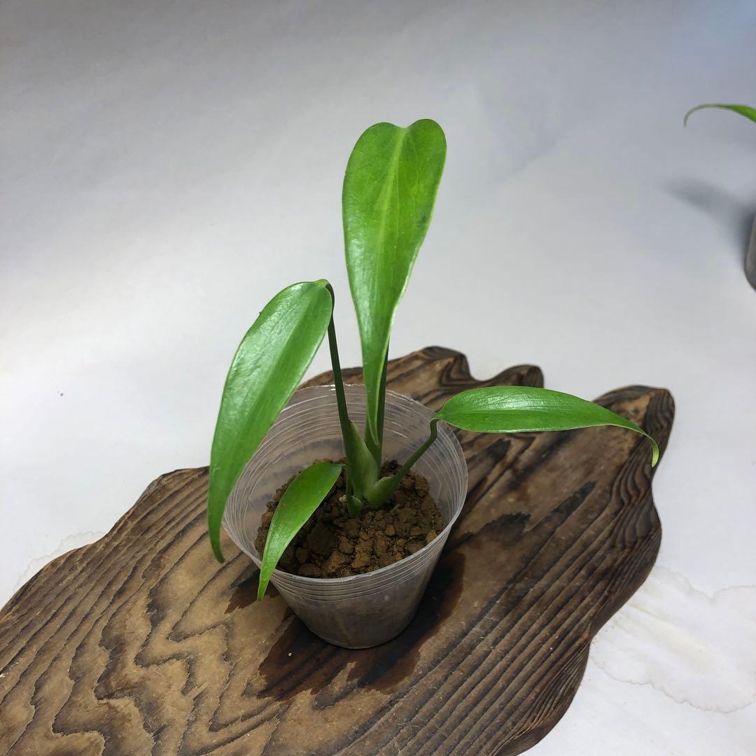 MS59 5株セットモンステラ バールマルクスフレーム - メルカリ