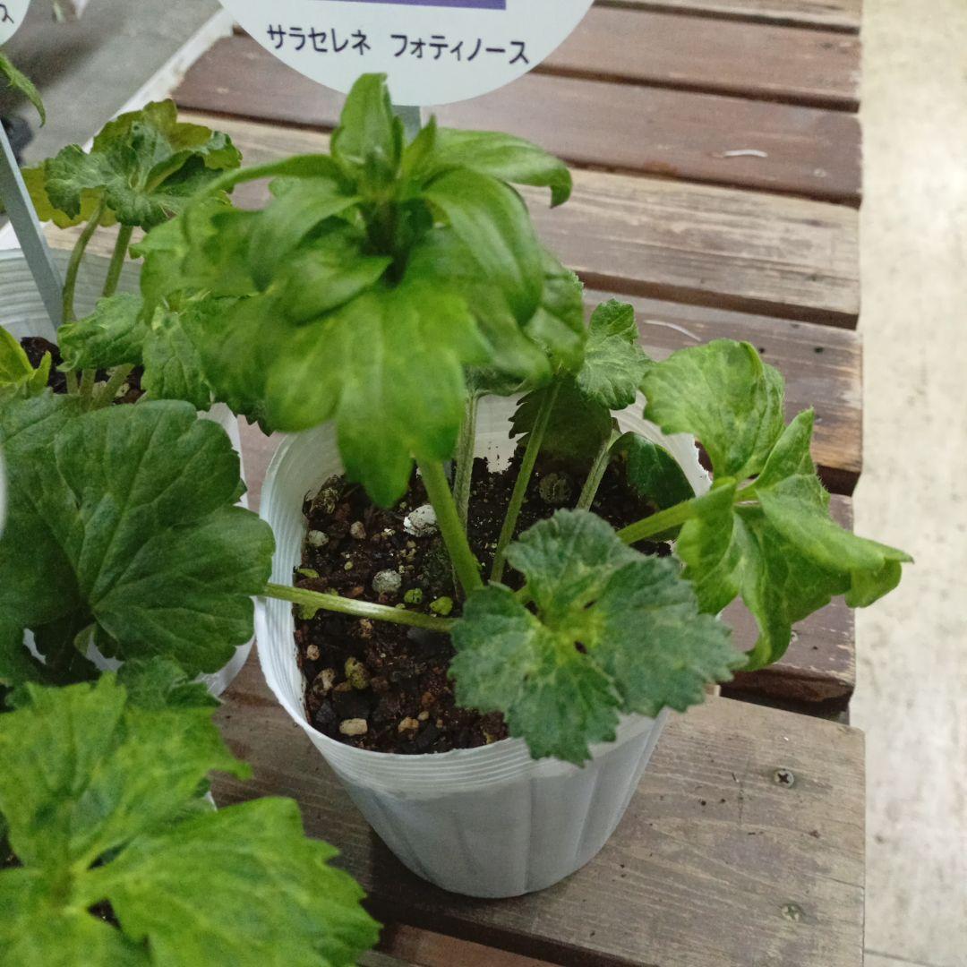 希少種ラナンキュラス 新品種 サラセレネ フォティノース 3.5号苗 3鉢