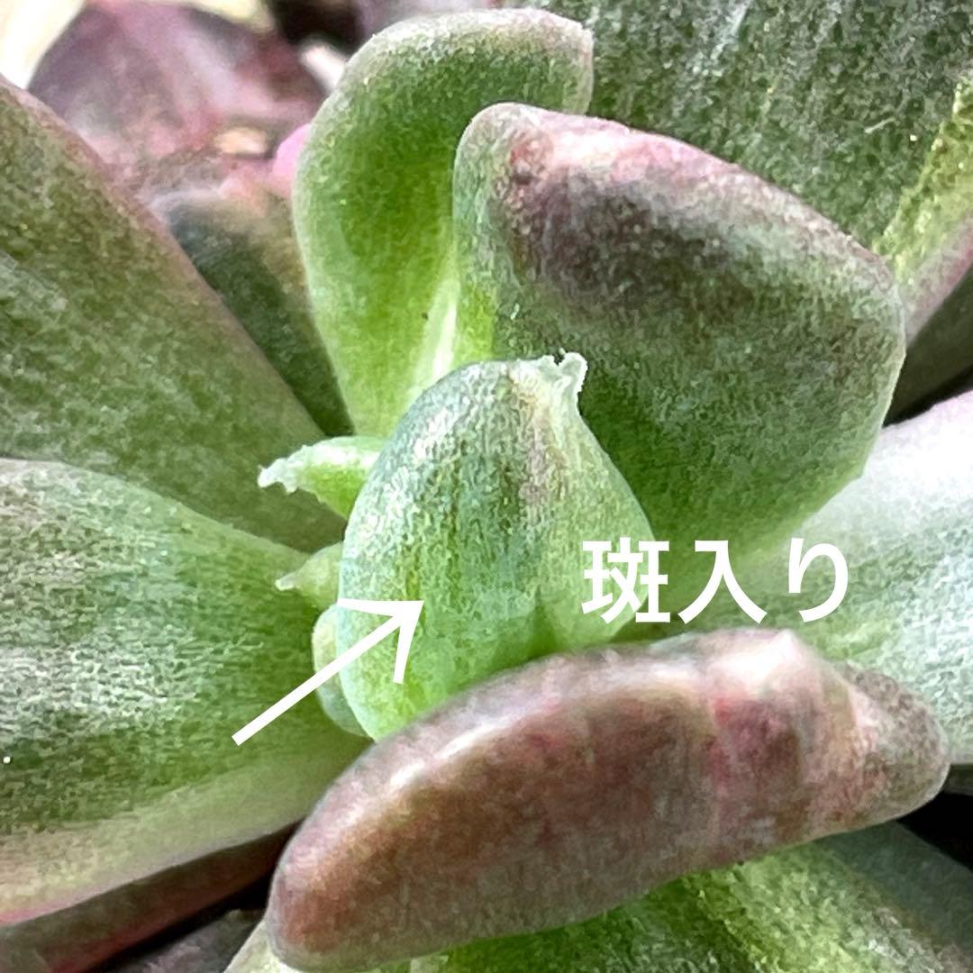 専用！ 高級品種 稀少 インドネシア多肉 プリンス錦3点セット 速達代付