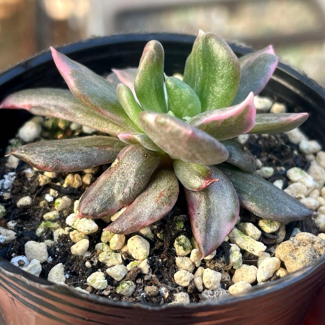 専用！ 高級品種 稀少 インドネシア多肉 プリンス錦3点セット 速達代付