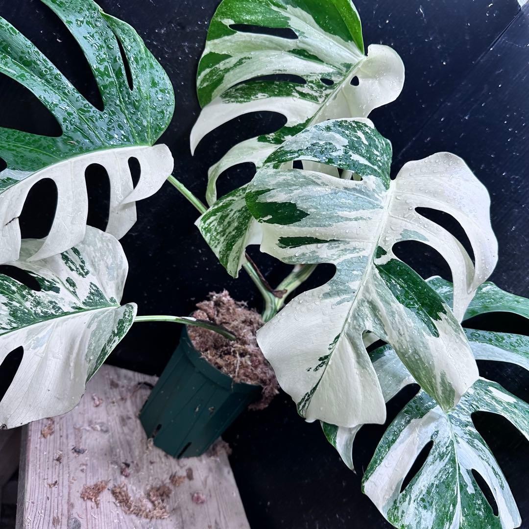 極美斑入り モンステラ ホワイトタイガー 51cm 希少 人気 観葉植物の