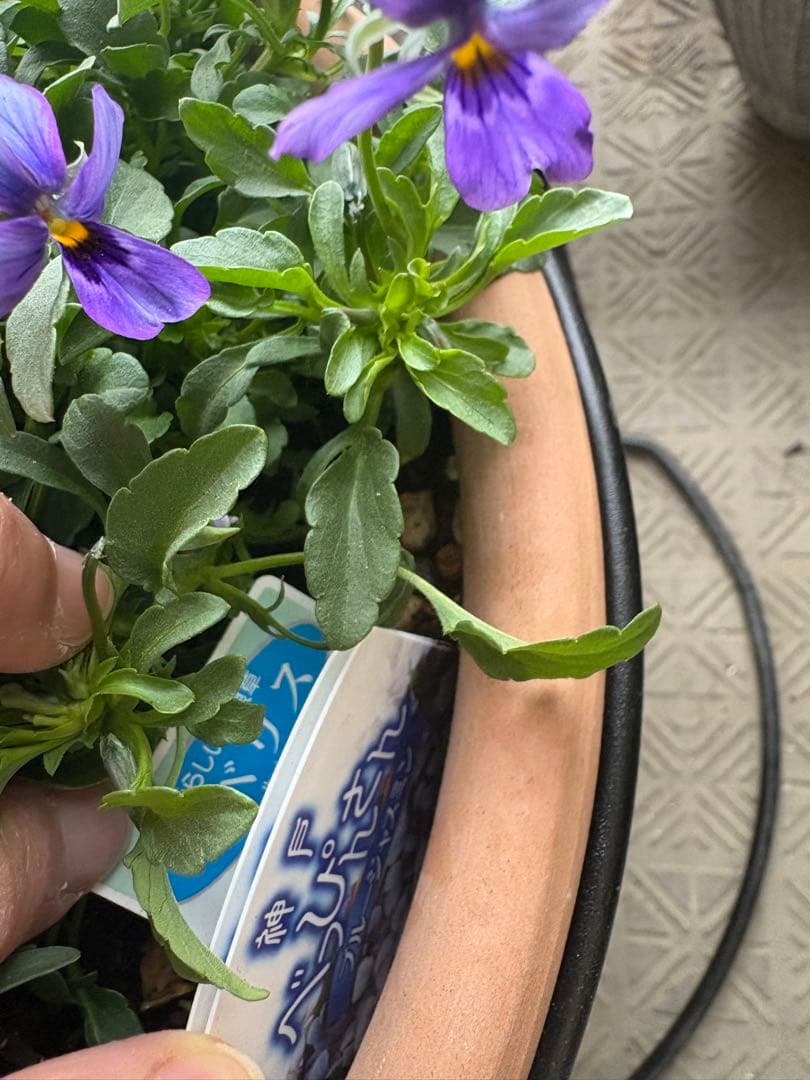 ブルージャスミンのおしゃれな鉢植え大型・スタンド付☆ LAURA ASHLEY