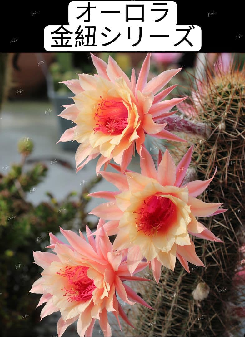 18-オーロラ 新品種 金紐シリーズ 花サボテン 巨大カキコ 開花見込み