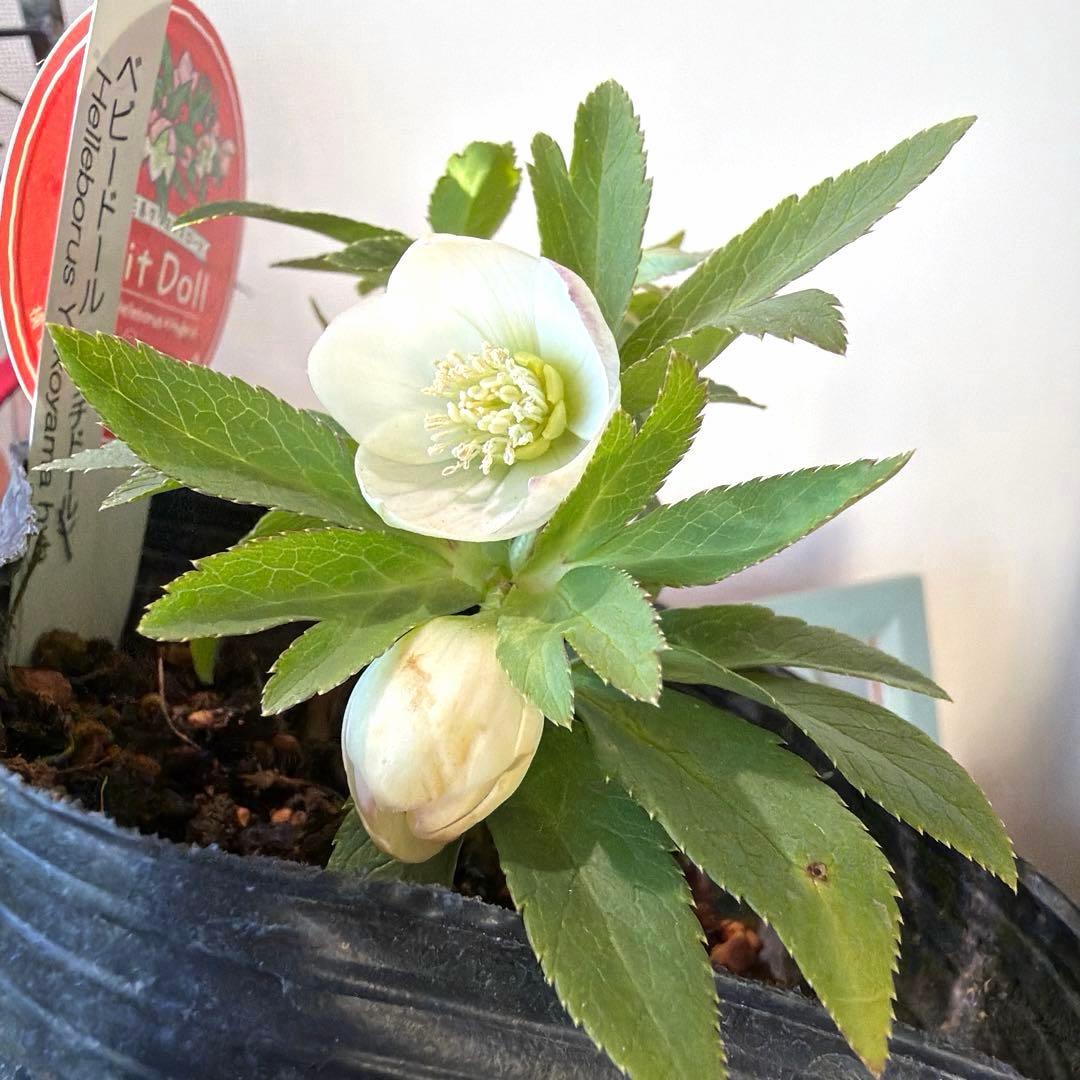 【横山園芸】クリスマスローズ ベビードール　 プチドール《1/8》ホワイト系