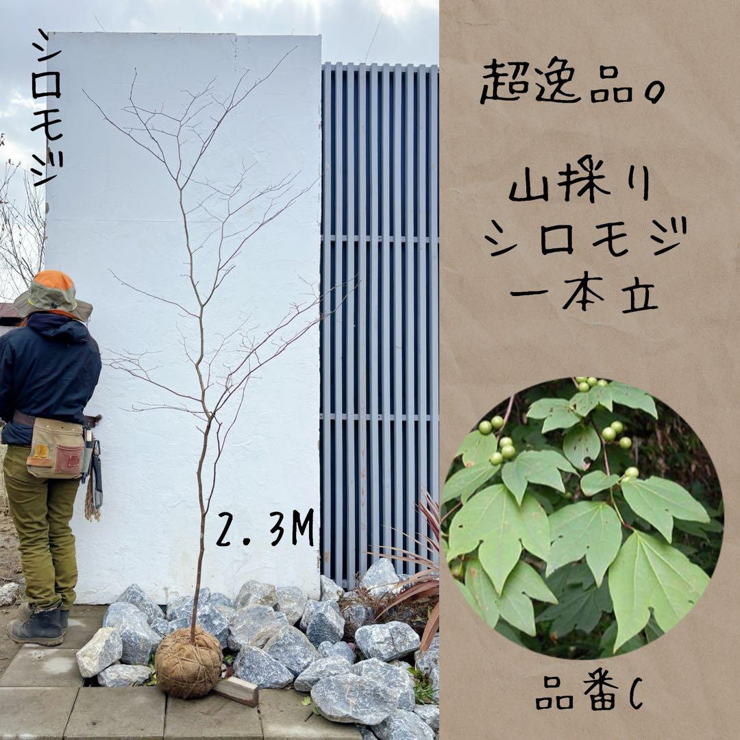超逸品。山採りシロモジ2.3M(鉢底から)品番C - メルカリ