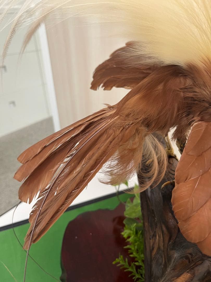 淡*雪様 鳥の標本 極楽鳥 インドネシア 剥製 - メルカリ