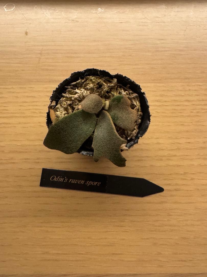 ビカクシダ P.Odin's Ravens spore(yellow moon dwarf) ☆ P. willinckii 'Yellow Moon' dwarf sporeling 待望の胞子葉ターン
