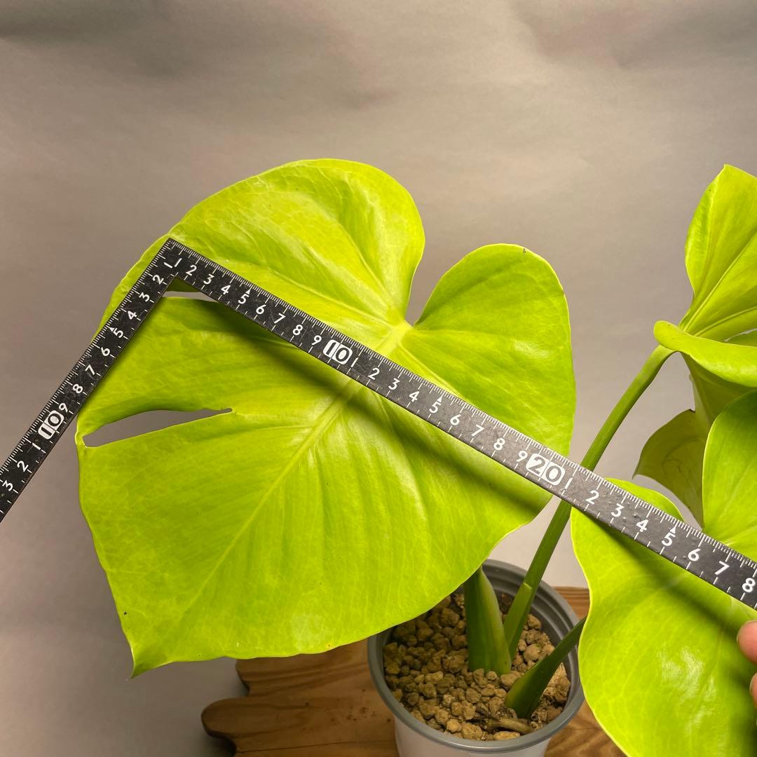 p*t様 L049モンステラ 黄金葉 ゴールドリーフ フルムーンゴールド