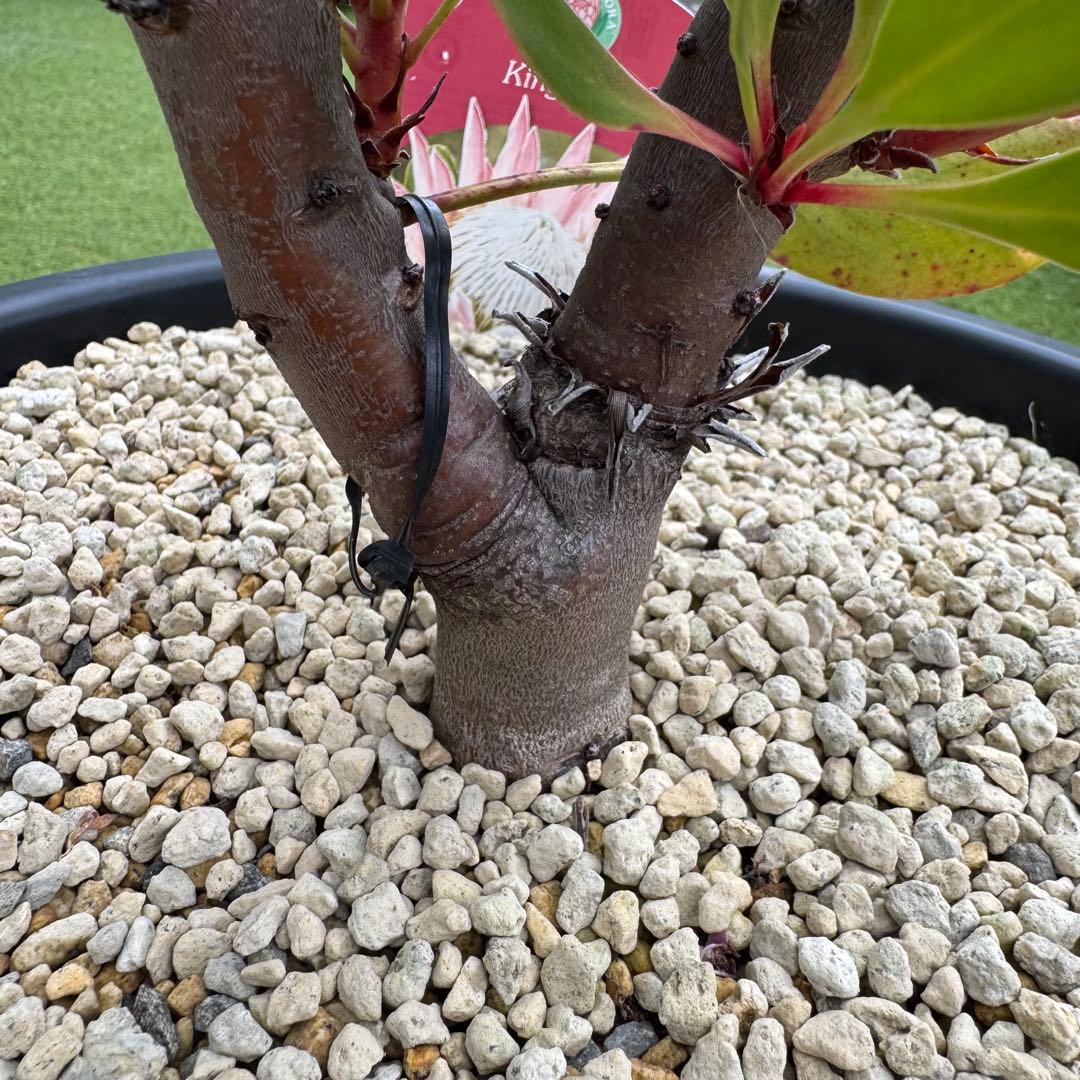 プロテア キングピンク 10号 Protea 