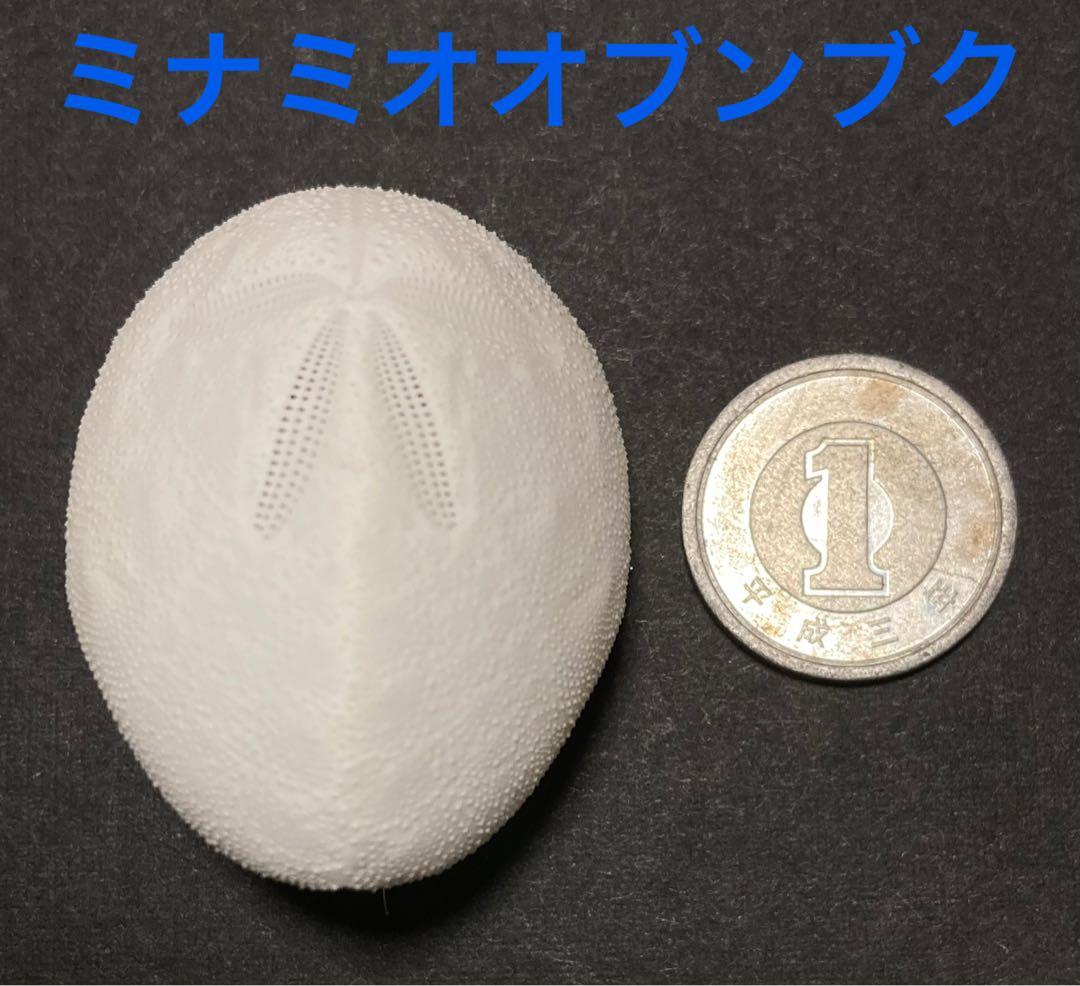 ミナミオオブンブク オオブンブク ブンブク ウニ殻 標本 - メルカリ