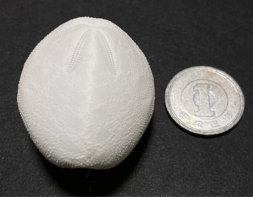 ミナミオオブンブク オオブンブク ブンブク ウニ殻 標本 - メルカリ