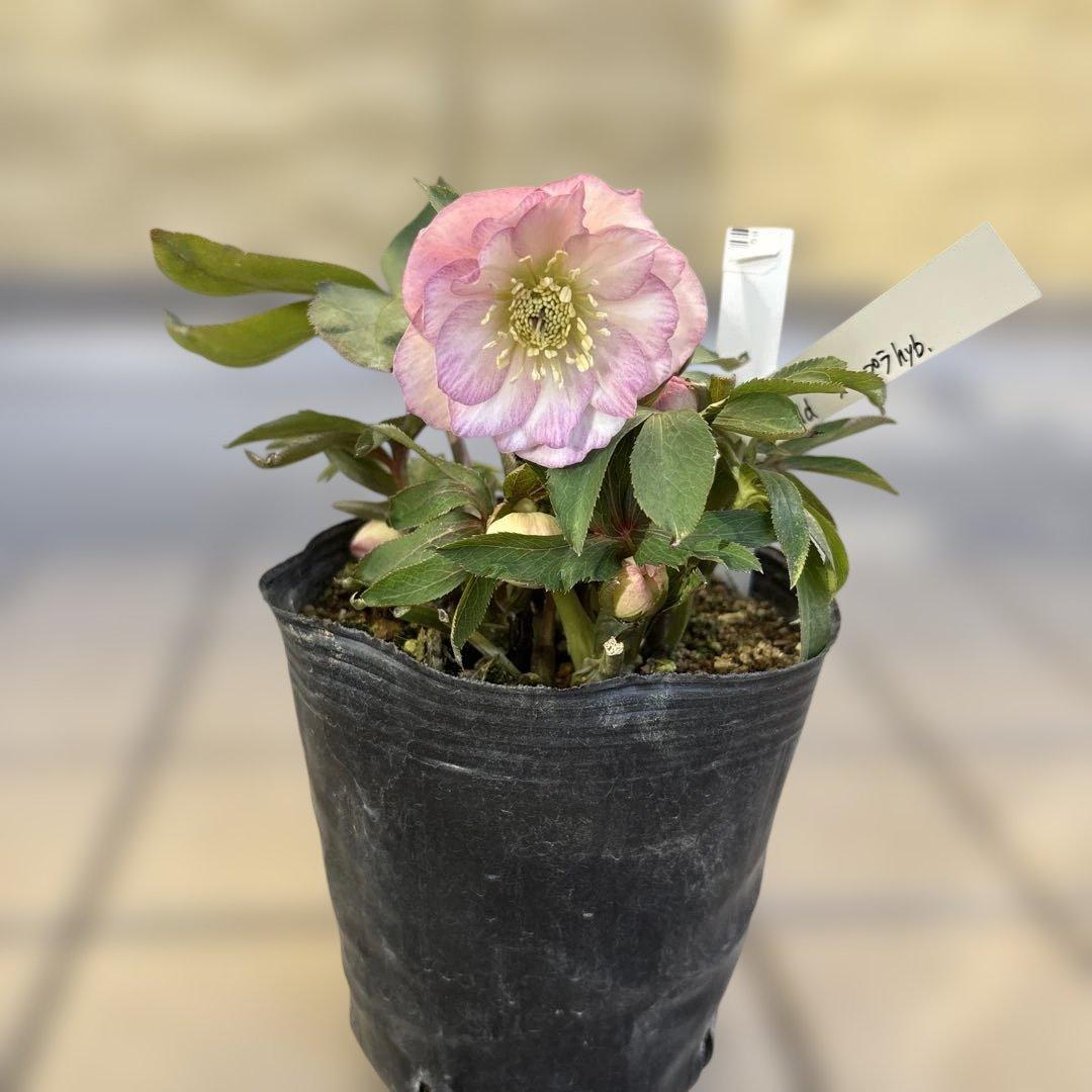 プルプラ交配　dd 大木ナーサリー　クリスマスローズ　タグ付き　現品　開花株 いろはhyb dd 大木ナーサリー クリスマスローズ タグ付き 現品 開花株