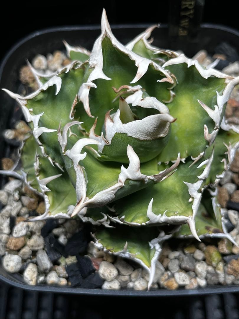 ルナさん専用 アガベ IVORY