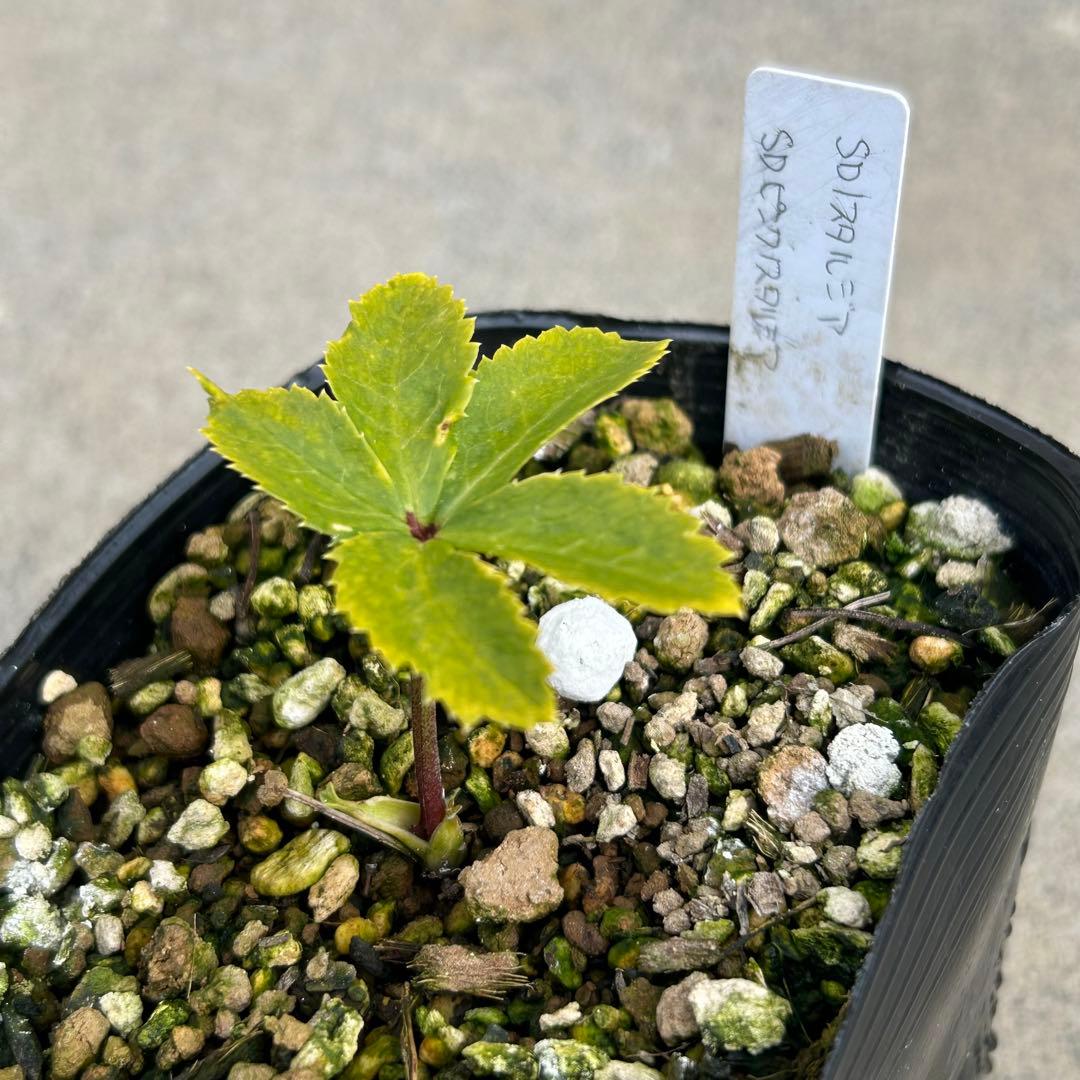 tsu★tsu「新春セール」クリスマスローズ 小苗 セット