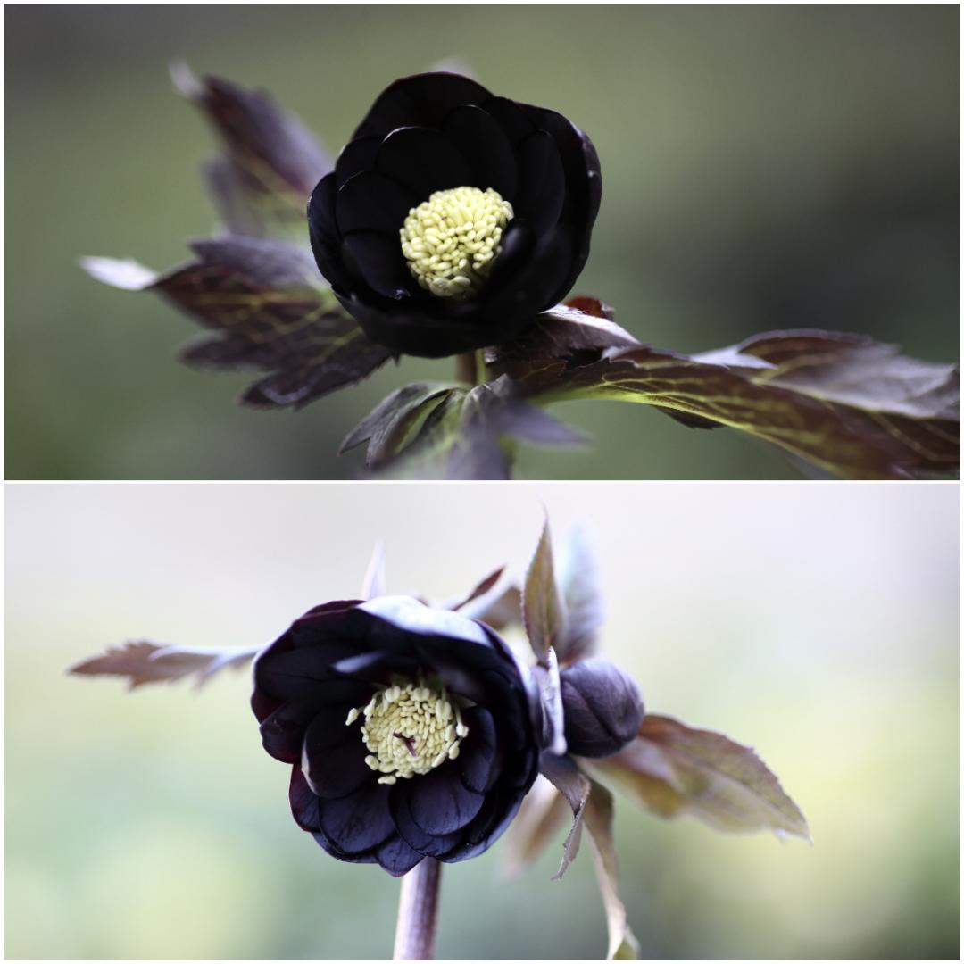 tsu★tsu「新春セール」クリスマスローズ 小苗 セット