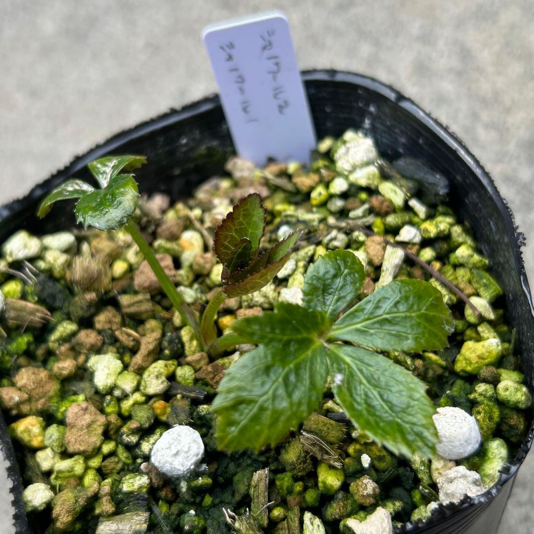 tsu★tsu「新春セール」クリスマスローズ 小苗 セット