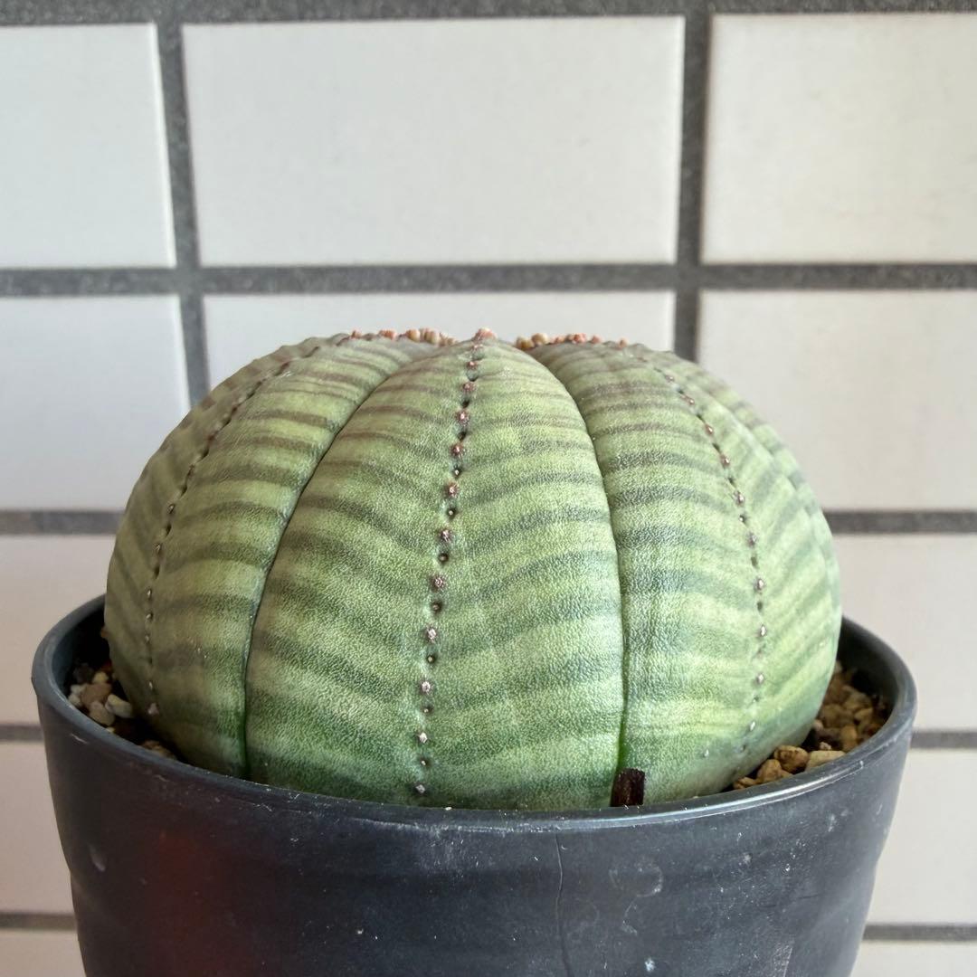 ① ユーフォルビア オベサ 実生選抜 大株 ライムグリーン