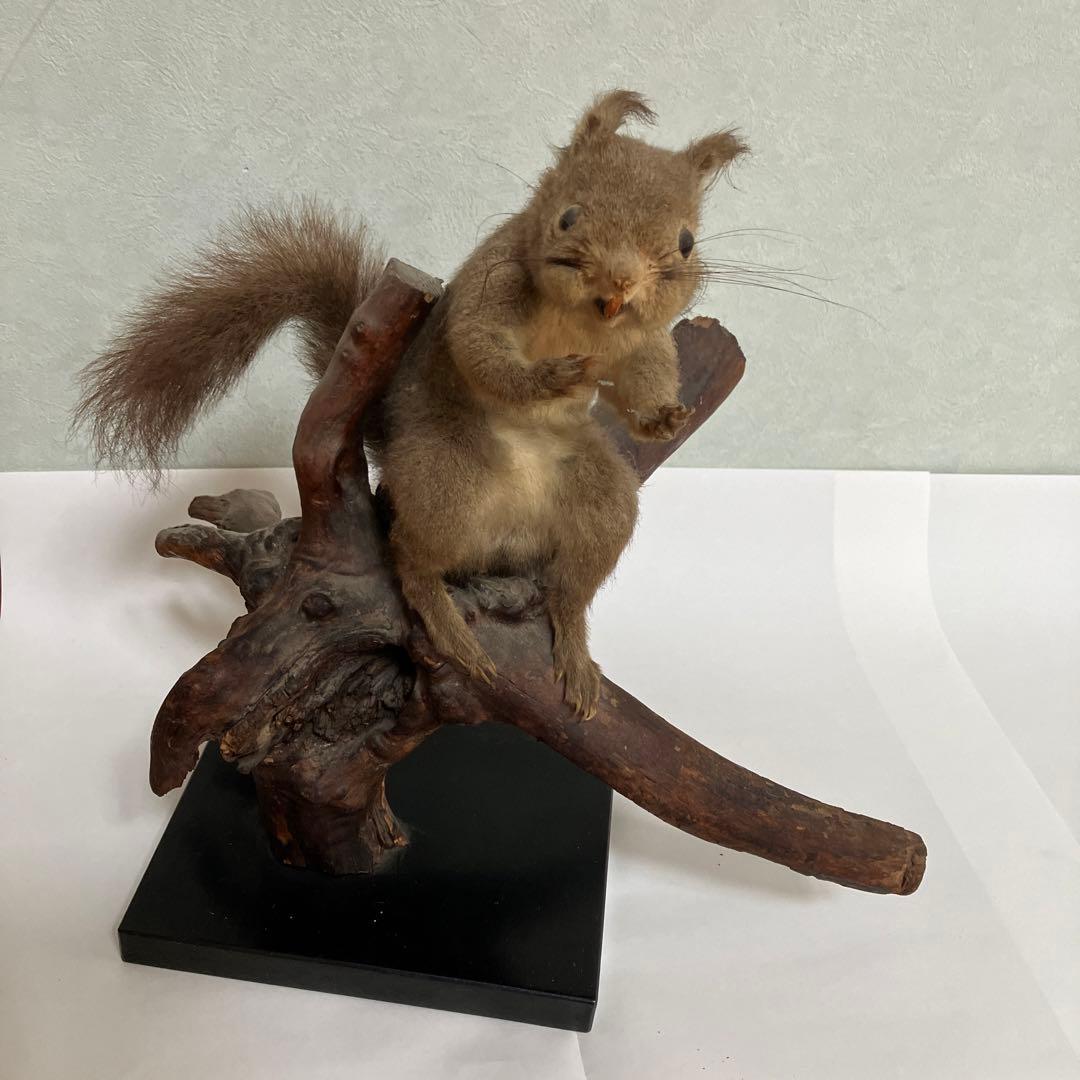 リスの剥製 - メルカリ