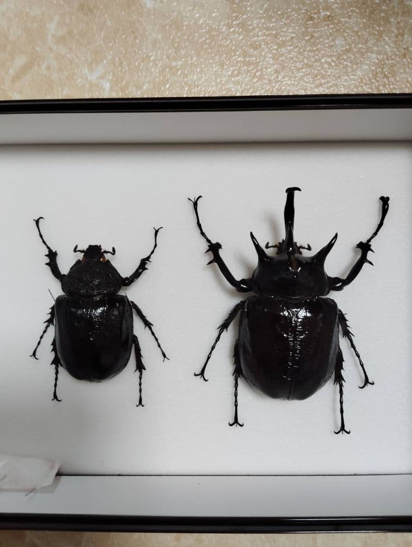 【マルスゾウカブトムシ】 マルス標本 雌雄セット　昆虫セット　オスメスペア マルスゾウカブトムシ】 マルス標本 雌雄セット 昆虫セット