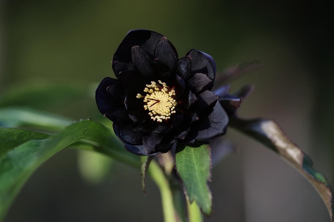 クリスマスローズ 開花株 八咫烏hyb（剣弁type） クリスマスローズ 開花株 八咫烏hyb - メルカリ