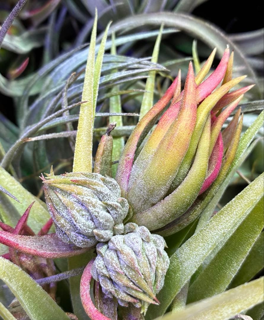 しばらくラストT. ionantha Nizanda T'S TROPICALS - メルカリ