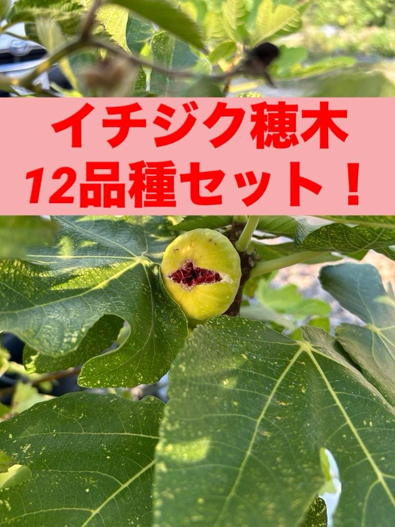 イチジク 穂木12品種セット - メルカリ