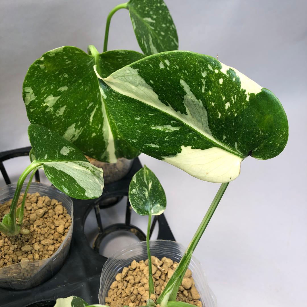 ms102 10株セット【特別選抜】モンステラ・タイコンステレーション