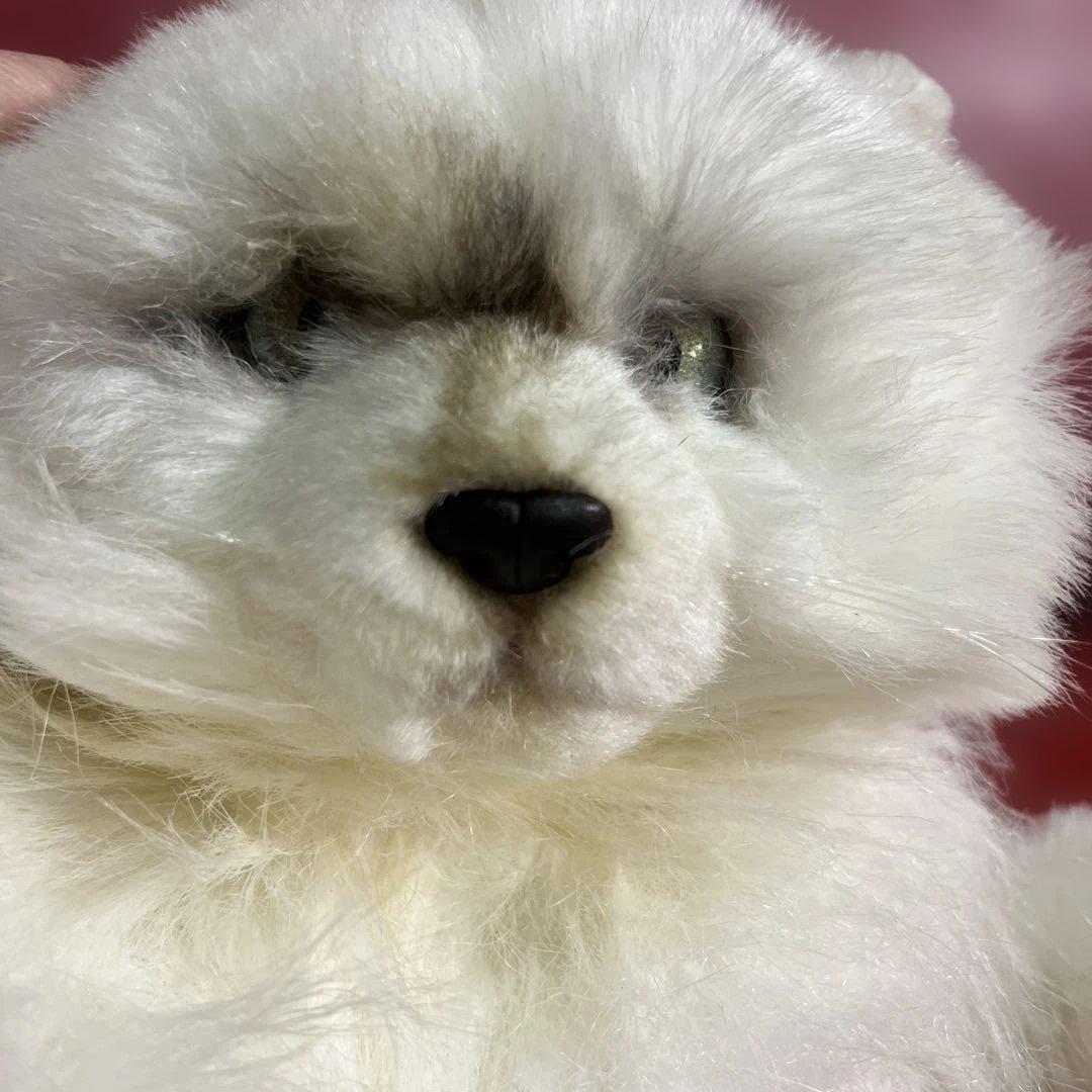 激レア！リアル！レディー・マリア ペルシャ猫 約60センチ - メルカリ