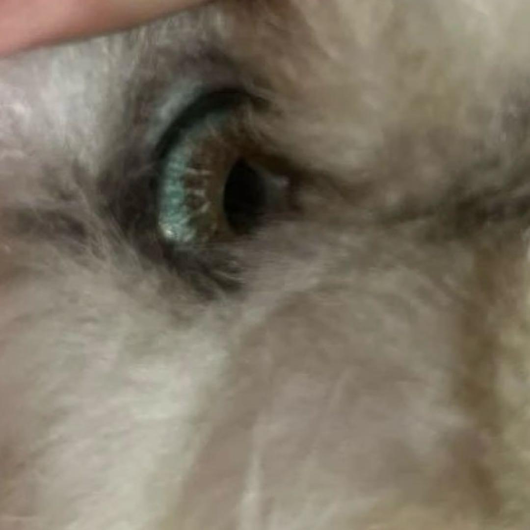 激レア！リアル！レディー・マリア ペルシャ猫 約60センチ - メルカリ