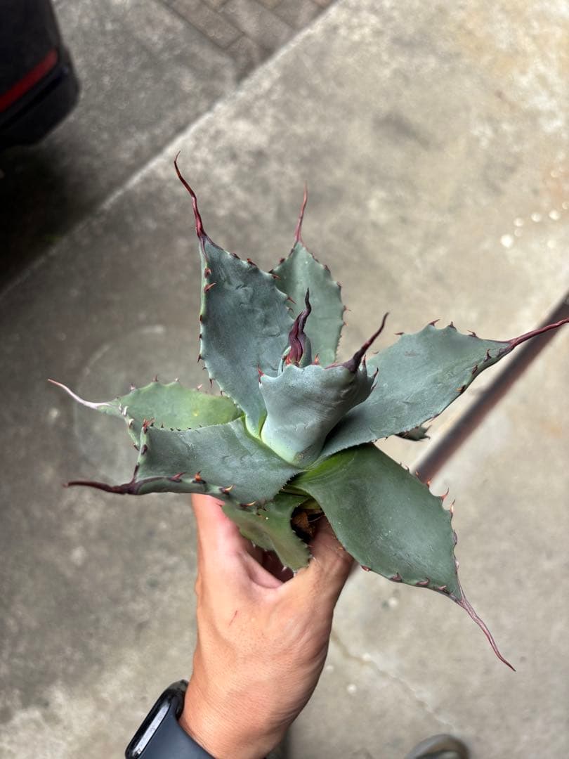 アガベ パリーハイブリッド 陽炎タイプ 検 リップルエフェクトオリザバ