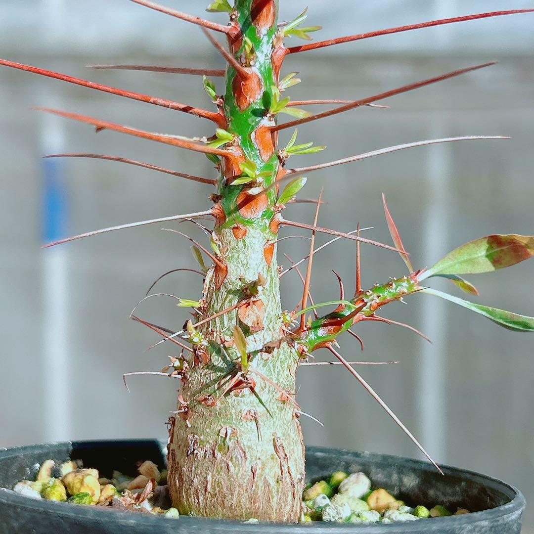 【早い者勝ち★国内実生株！】　フォークイエリア　プルプシー　鉢のまま発送　95