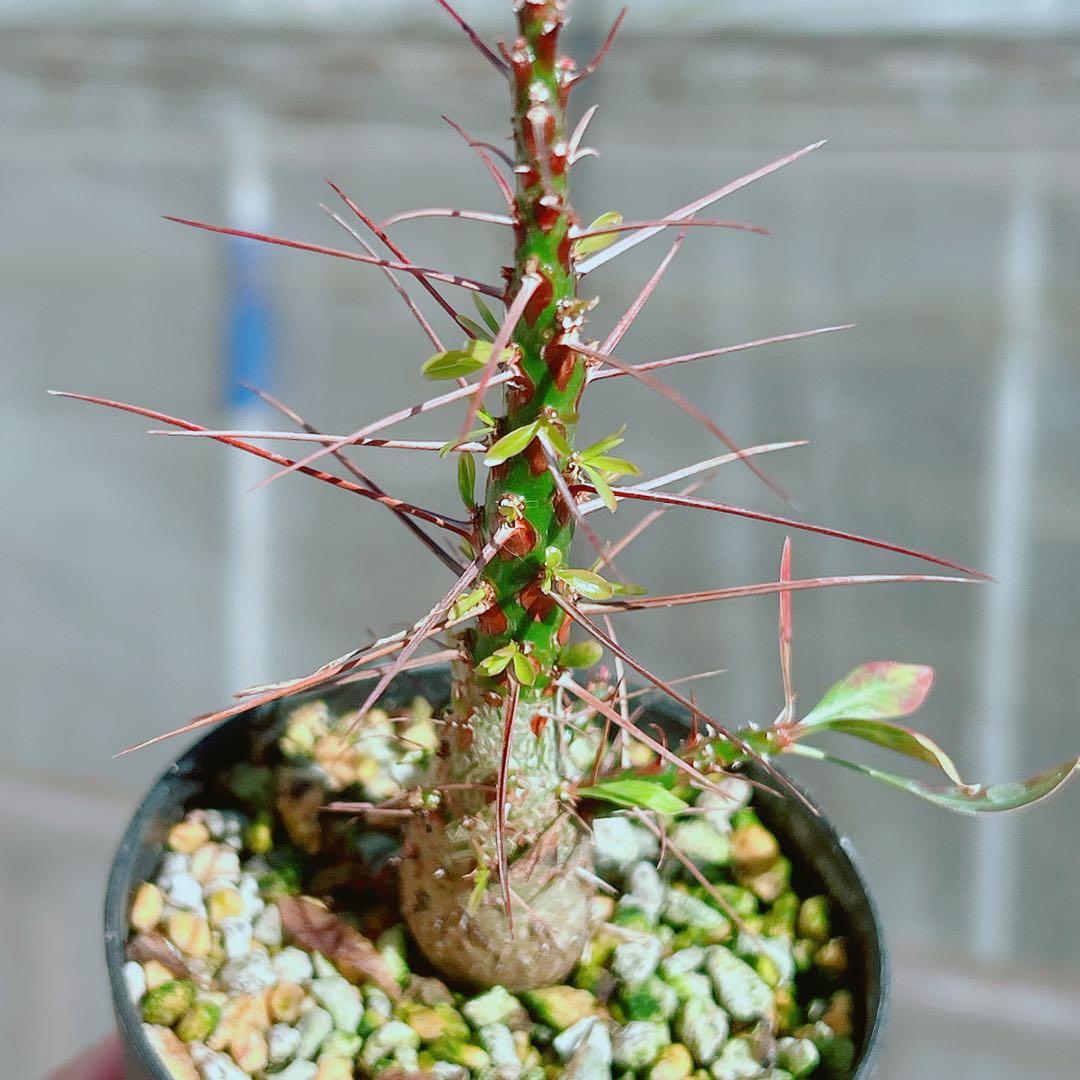 【早い者勝ち★国内実生株！】　フォークイエリア　プルプシー　鉢のまま発送　95