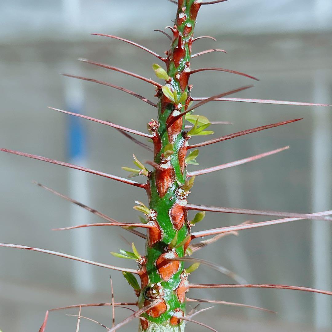 【早い者勝ち★国内実生株！】　フォークイエリア　プルプシー　鉢のまま発送　95