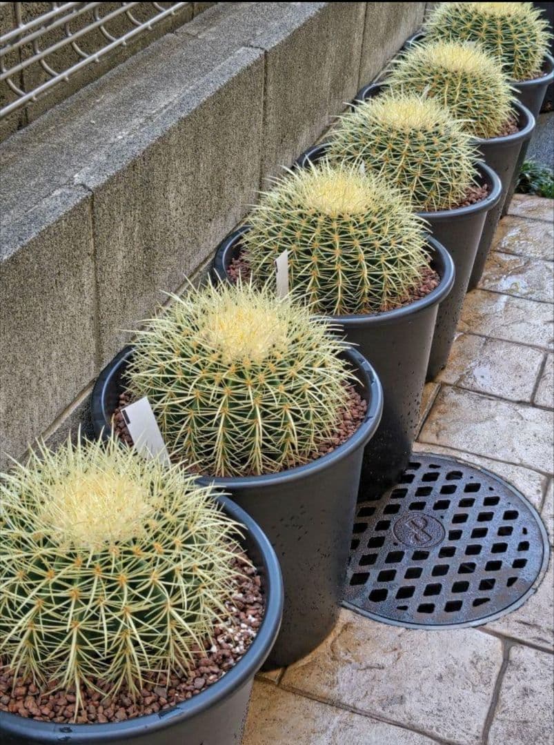 金鯱 サボテン キンシャチ 8号 ロックガーデン 逸品 エキノカクタス