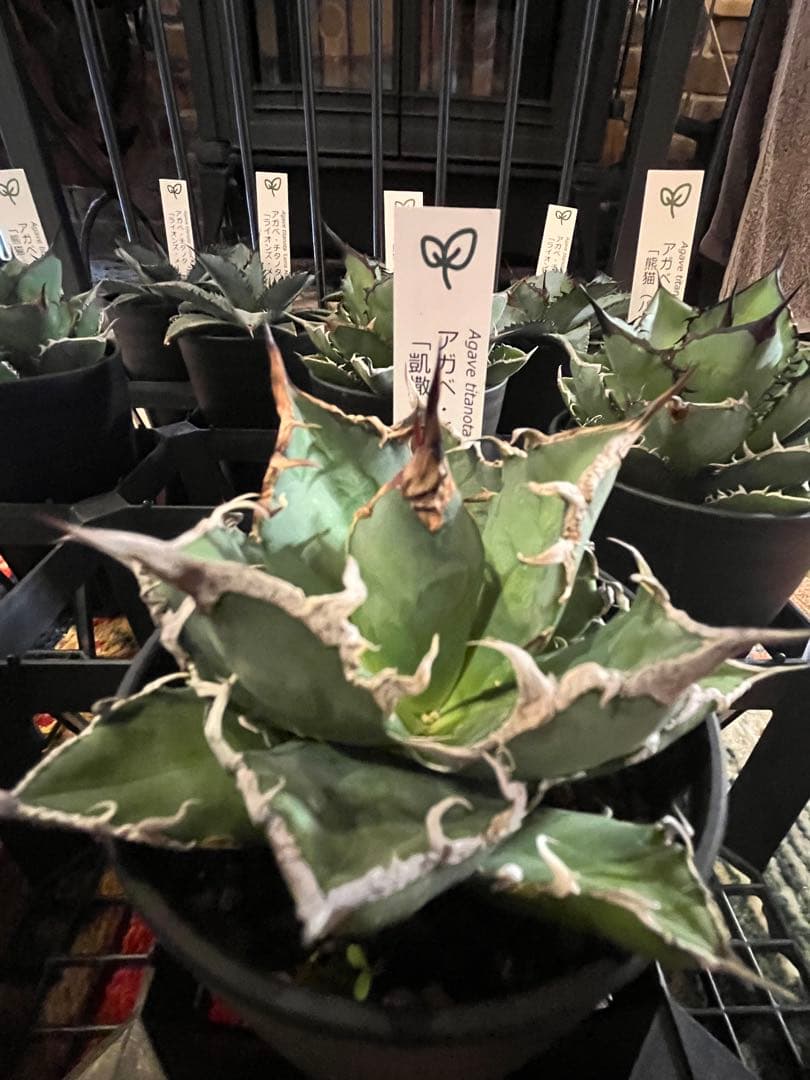 ワン太郎様専用アガベ 9個セット販売 シーザー パンダ ライオンズ