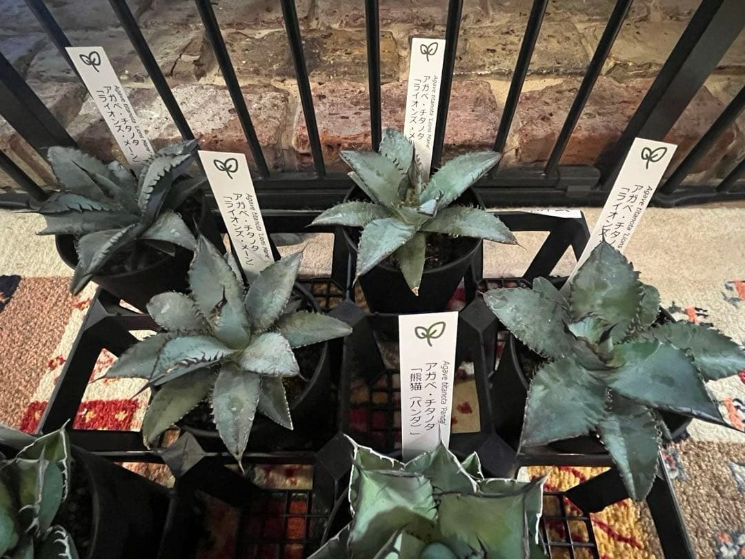 ワン太郎様専用アガベ 9個セット販売 シーザー パンダ ライオンズメーン