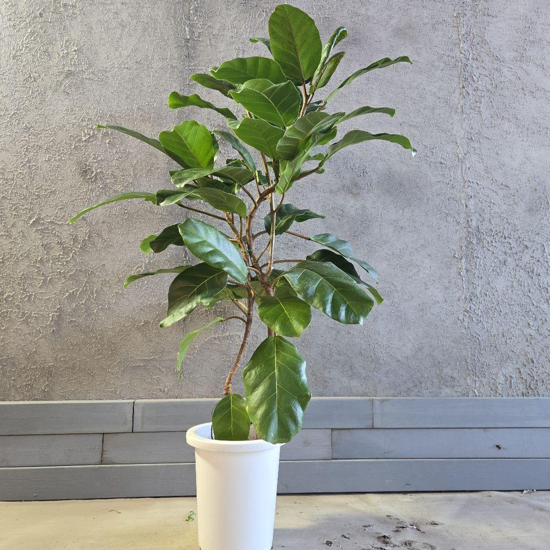 ①　フィカス　アフリカンプリンセス　曲がり仕立て８号最高等級極上品‼️希少品種 2026年最新】アフリカンプリンスの人気アイテム - メルカリ