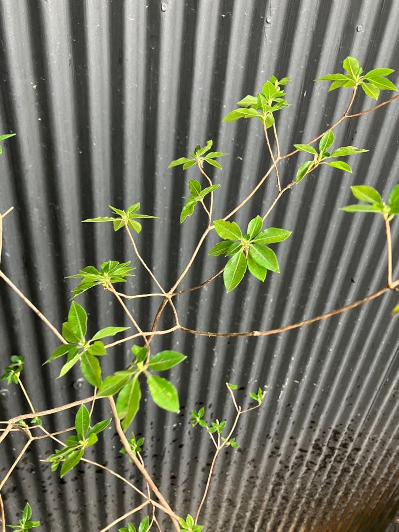 山採り バイカツツジ 3の通販はau PAY マーケット - 輸入雑貨のネット