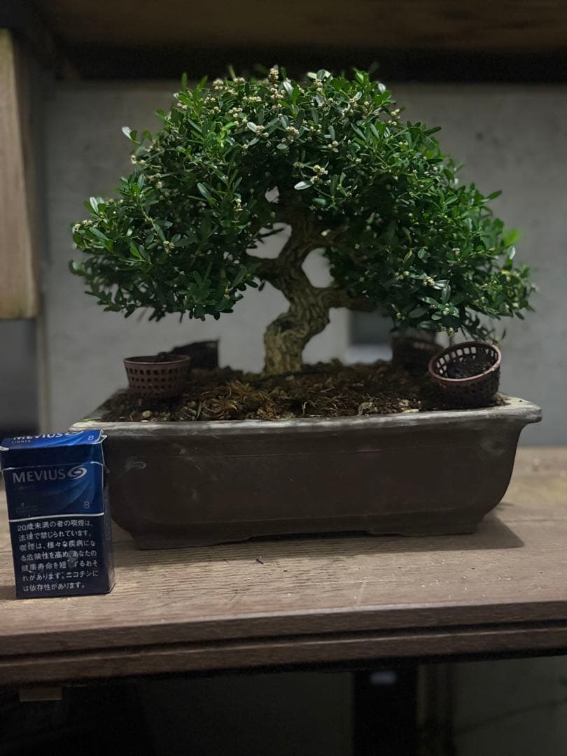 台湾ツゲ　タイワンツゲ　盆栽 盆栽 タイワンツゲ盆栽 台湾黄楊（たいわんつげ・ミニ盆栽 台湾ツゲ