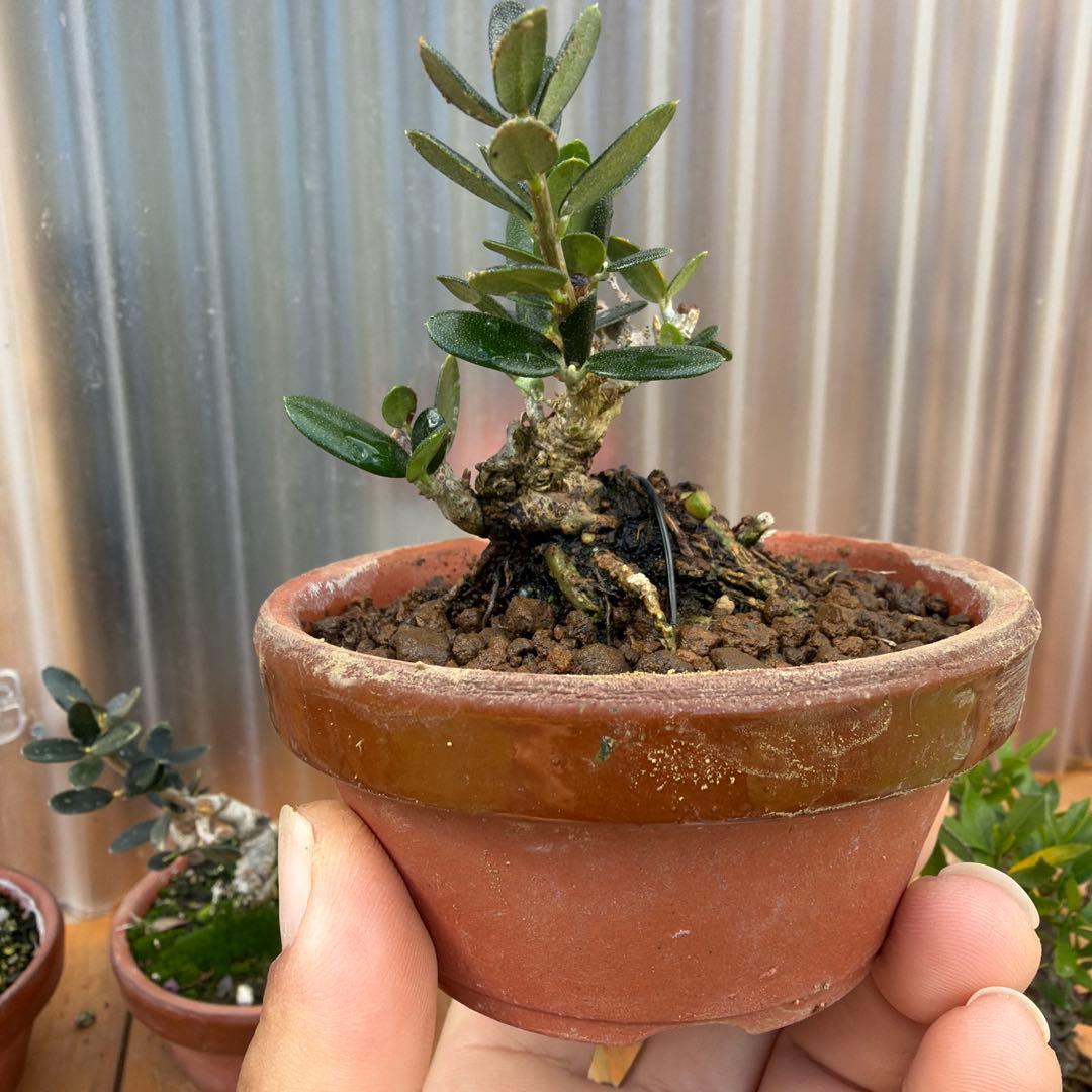 姫オリーブ小品盆栽 姫オリーブ A3072☆オリーブ 花物実物 小品盆栽☆「送料無料」浦部陽向園