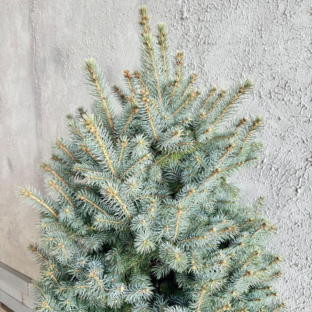 ブンゲンストウヒ スーパーブルー 特大苗木最高等級極上品‼️ 希少品種