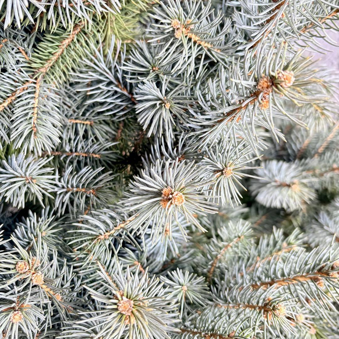 ブンゲンストウヒ スーパーブルー 特大苗木最高等級極上品‼️ 希少品種