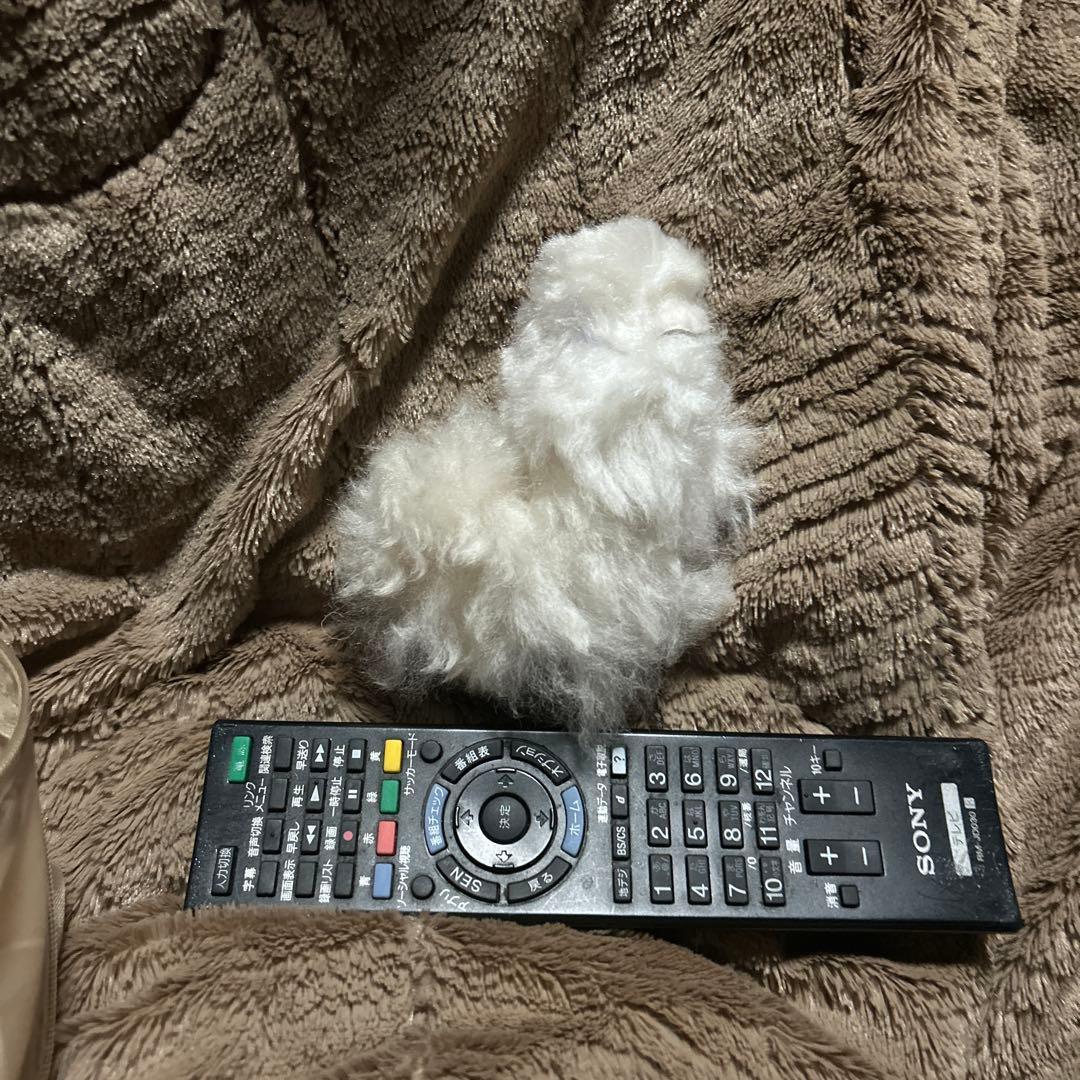 ペルー現地購入 アルパカぬいぐるみ5点セット