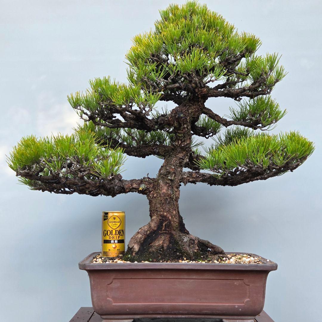 黒松 [模様木] 大品盆栽 - メルカリ