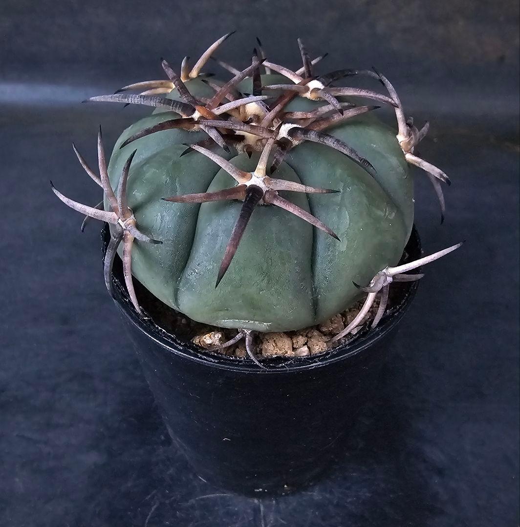 メルカリ便発送☆サボテン エキノカクタス属 雷帝×花王丸(実生苗です