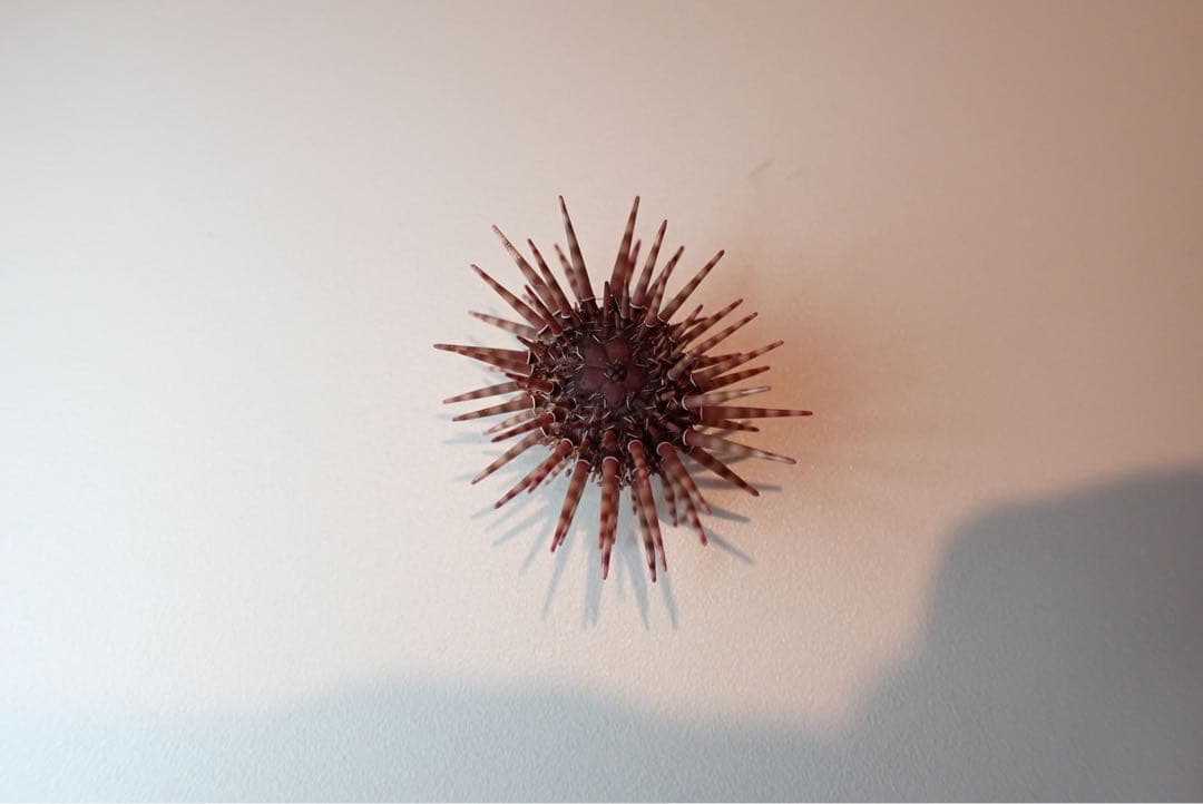 ティーダナガウニモドキ有棘標本ウニ殻