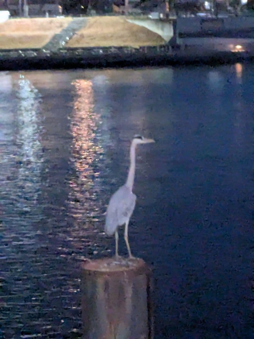 猫チキ！ 459260-1.jpg